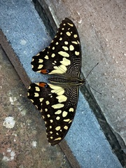 Papilio demoleus