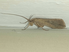 Limnephilus flavicornis