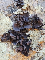 Umbilicaria