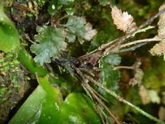 Trichomanes atrovirens