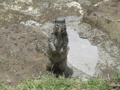 Otospermophilus variegatus