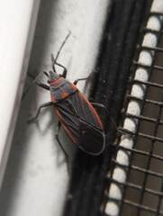 Melacoryphus lateralis