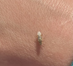Liorhyssus