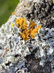 Xanthomendoza fallax