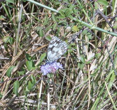 Melanargia