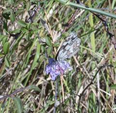 Melanargia
