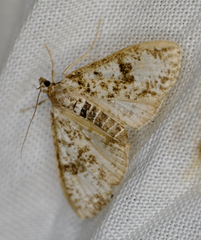 Palpita
