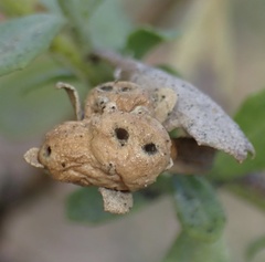 Cynipoidea