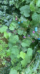 Ampelopsis