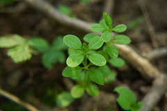 Galium aparine