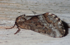 Korscheltellus gracilis