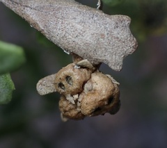 Cynipoidea