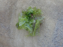 Ulva lactuca