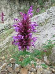 Agastache mexicana