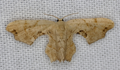 Calledapteryx dryopterata