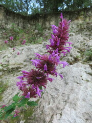 Agastache mexicana