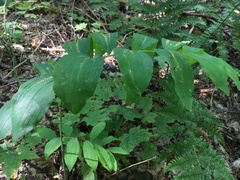 Polygonatum