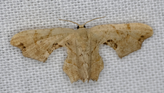 Calledapteryx dryopterata
