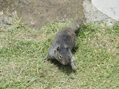 Otospermophilus variegatus