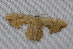 Calledapteryx dryopterata