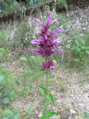 Agastache mexicana