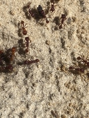 Pogonomyrmex badius