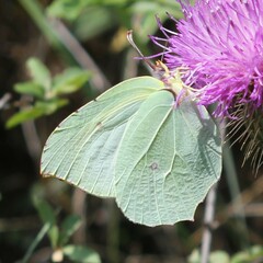 Gonepteryx cleopatra