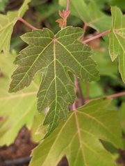 Acer