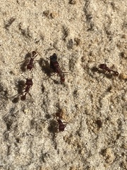 Pogonomyrmex badius