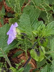Nicandra physalodes
