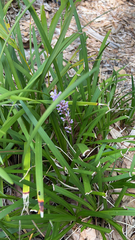 Liriope muscari