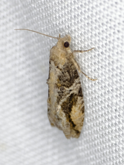 Proteoteras crescentana