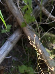 Micranthes odontoloma