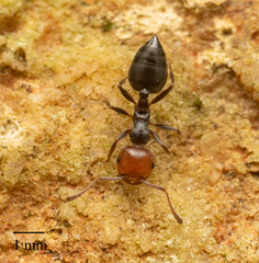 Crematogaster scutellaris