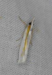 Crambus girardellus