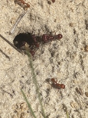 Pogonomyrmex badius