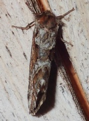 Korscheltellus gracilis