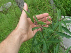 Asclepias incarnata