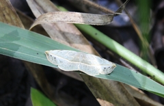 Cratoptera group