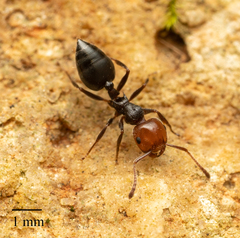 Crematogaster scutellaris