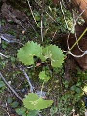 Micranthes odontoloma