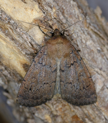 Graphiphora