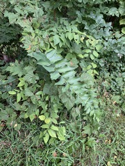 Polygonatum biflorum commutatum