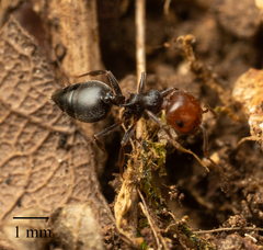 Crematogaster scutellaris