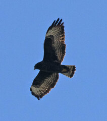 Buteo brachyurus
