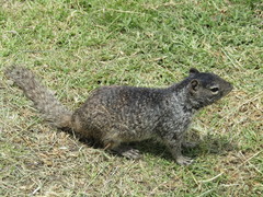 Otospermophilus variegatus
