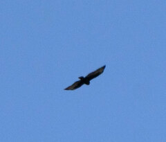 Buteo brachyurus