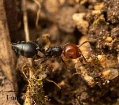 Crematogaster scutellaris