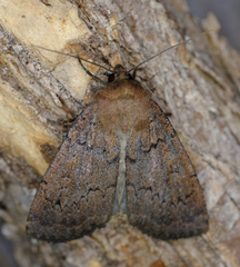 Graphiphora