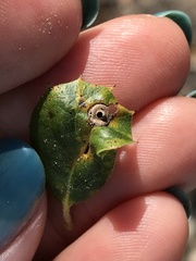 Cynipoidea